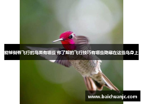 能够倒着飞行的鸟类有哪些 你了解的飞行技巧有哪些隐藏在这些鸟身上